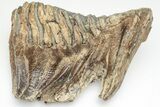 Woolly Mammoth Lower M Molar - North Sea Deposits #207297-3